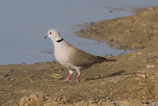 Photo (3): African Collared-Dove