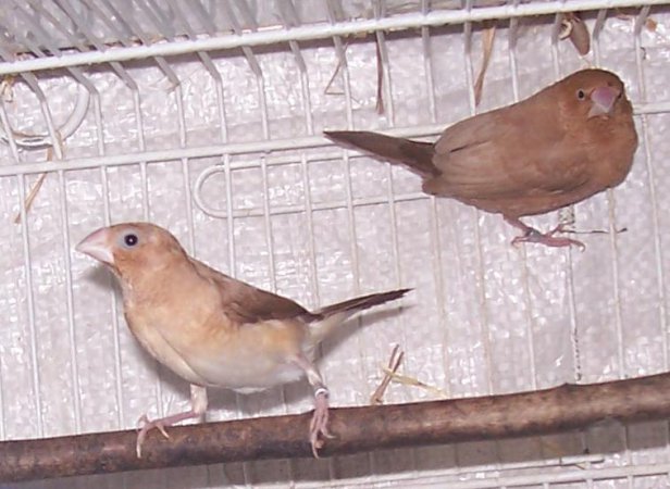 Photo (1): African Silverbill