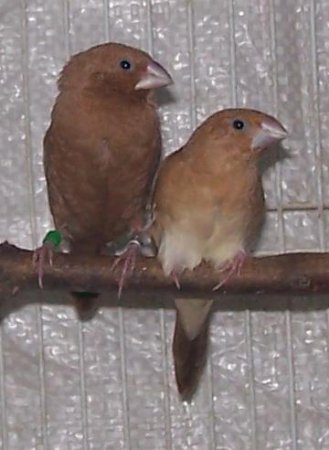 Photo (2): African Silverbill