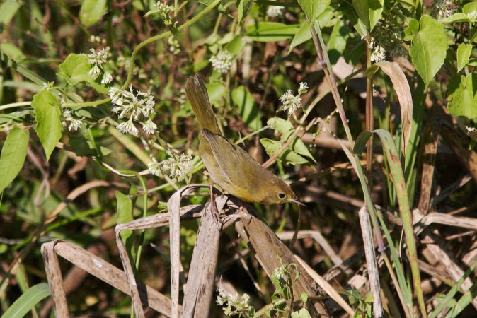 Photo (2): Altamira Yellowthroat