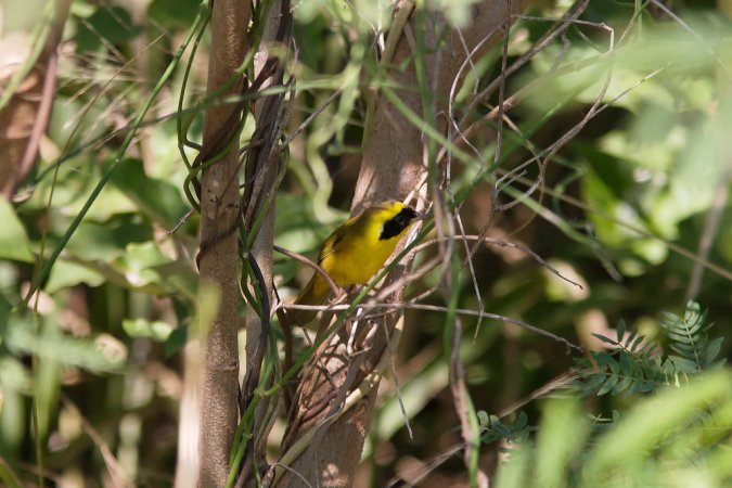 Photo (3): Altamira Yellowthroat
