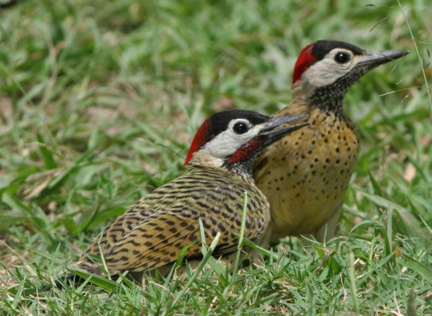 Photo (3): Spot-breasted Woodpecker