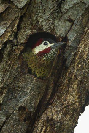 Photo (1): Spot-breasted Woodpecker
