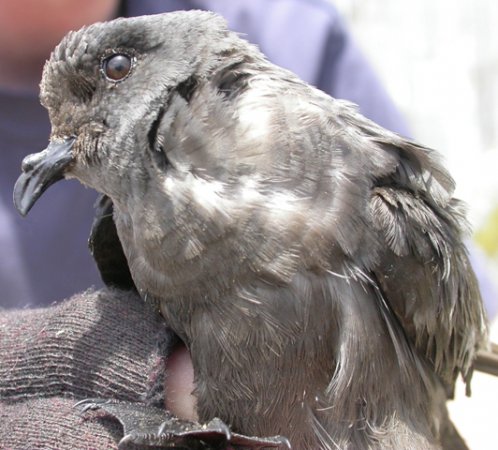 Photo (3): Ashy Storm-Petrel