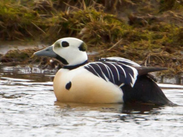 Photo (1): Steller's Eider
