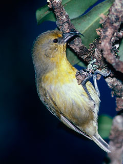 Photo (1): Akiapolaau