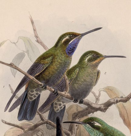 Photo (2): Amethyst-throated Hummingbird