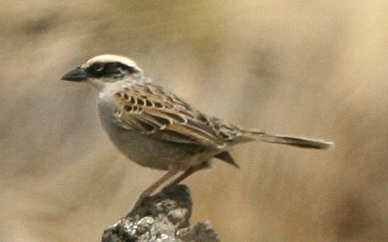 Photo (2): Striped Sparrow