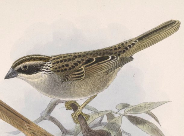 Photo (3): Striped Sparrow