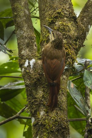 Photo (3): Strong-billed Woodcreeper