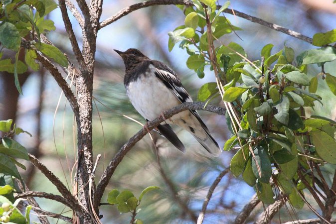 Photo (3): Aztec Thrush