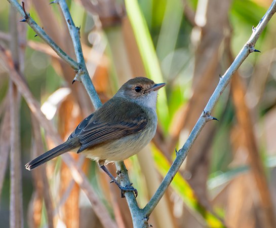Photo (3): Tawny-crowned Pygmy-Tyrant