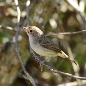 Photo (4): Tawny-crowned Pygmy-Tyrant