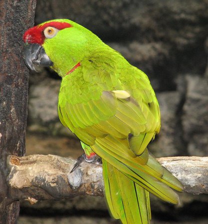 Photo (2): Thick-billed Parrot