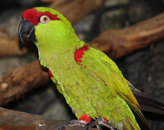 Photo (3): Thick-billed Parrot