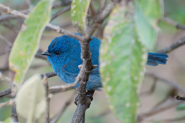 Photo (2): Tit-like Dacnis