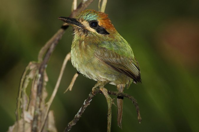 Photo (3): Tody Motmot