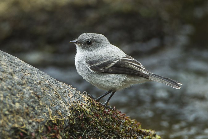 Photo (3): Torrent Tyrannulet