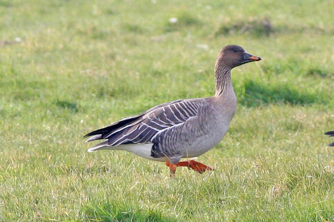 Photo (1): Tundra Bean-Goose