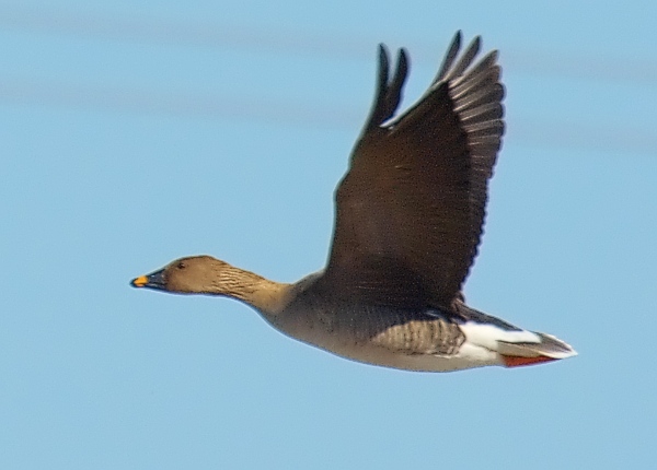 Photo (3): Tundra Bean-Goose