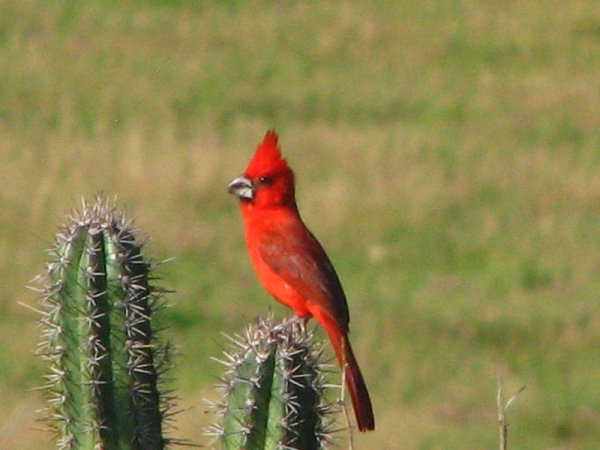 Photo (1): Vermilion Cardinal