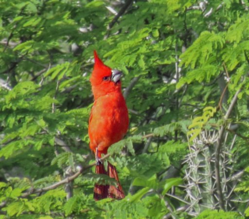 Photo (2): Vermilion Cardinal