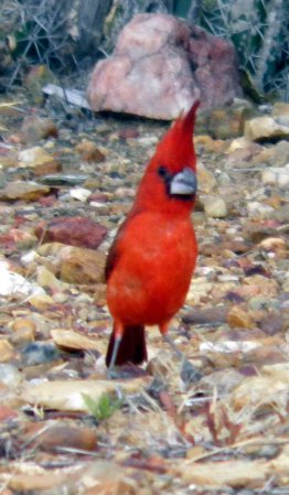 Photo (3): Vermilion Cardinal