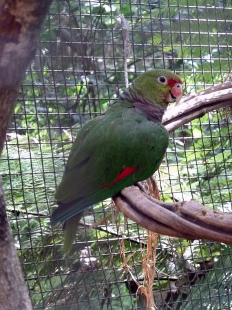 Photo (1): Vinaceous-breasted Parrot