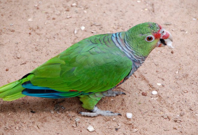 Photo (2): Vinaceous-breasted Parrot