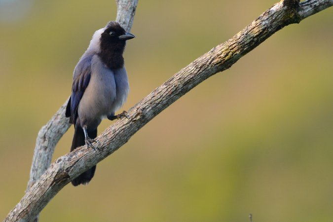 Photo (2): Violaceous Jay