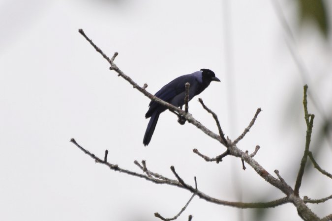 Photo (3): Violaceous Jay