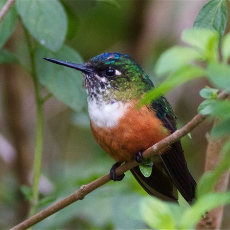 Photo (2): Violet-tailed Sylph