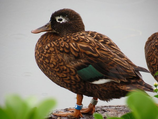 Photo (1): Laysan Duck