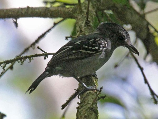 Photo (1): Black-crowned Antshrike