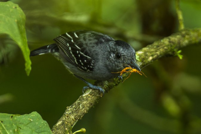 Photo (5): Black-crowned Antshrike