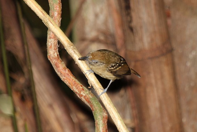 Photo (6): Black-crowned Antshrike