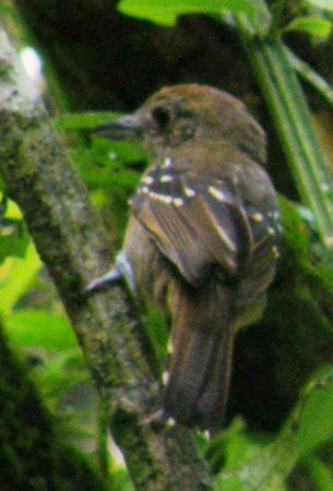Photo (2): Black-crowned Antshrike