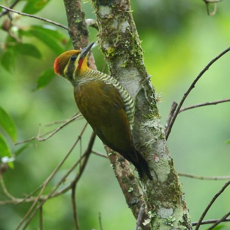 Photo (2): White-browed Woodpecker