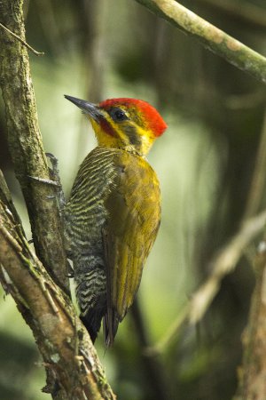 Photo (1): White-browed Woodpecker