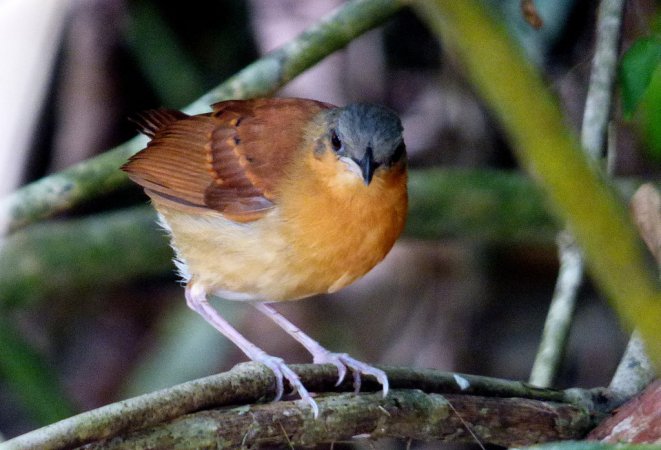 Photo (2): White-bellied Antbird