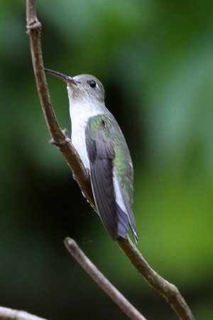 Photo (2): White-bellied Hummingbird