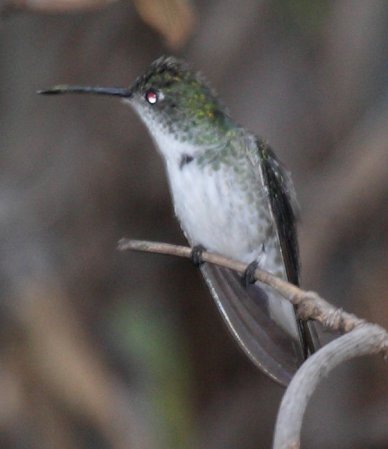 Photo (3): White-bellied Hummingbird