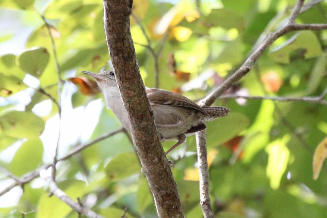 Photo (2): White-bellied Wren