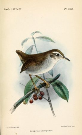 Photo (3): White-bellied Wren