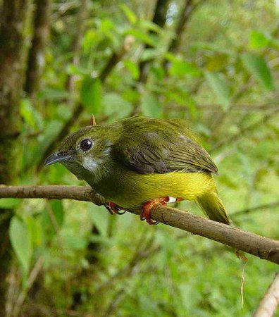 Photo (3): White-collared Manakin