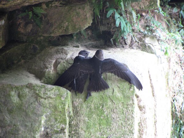 Photo (2): White-collared Swift