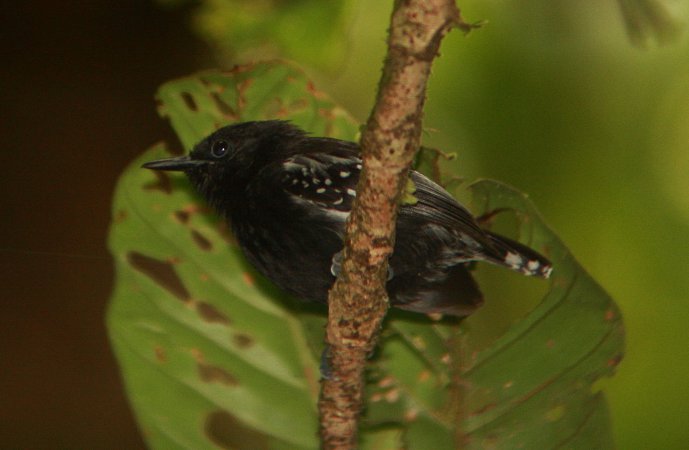 Photo (2): White-flanked Antwren