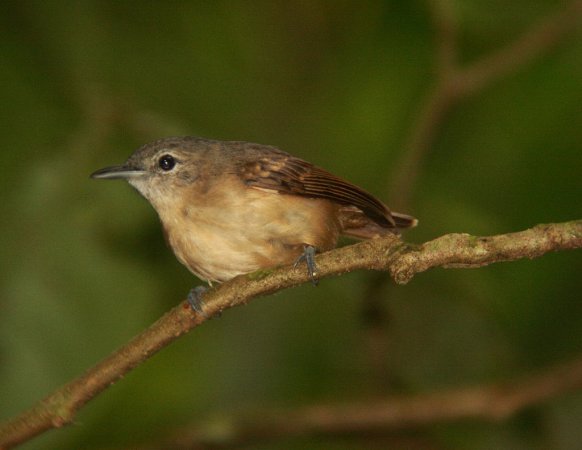 Photo (3): White-flanked Antwren