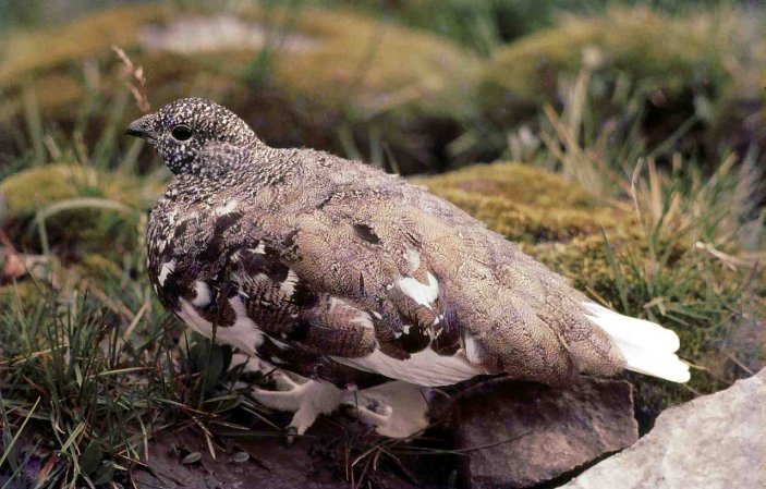 Photo (5): White-tailed Ptarmigan
