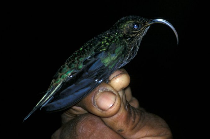 Photo (4): White-tipped Sicklebill